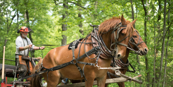 Man on a cart driving two Suffolk Punch draft horses in harness