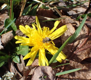 a small bee on a dandelion