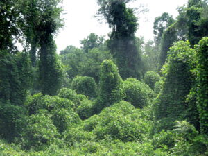 Green foliage completely covering trees